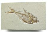 Detailed Fossil Fish (Diplomystus) - Wyoming #349610-1